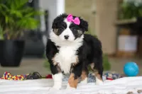 Moxy, a female Australian Shepherd for sale in Baltic, OH – Photo 3 of 5