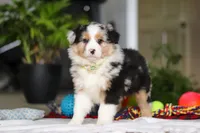 Dreamer, a male Australian Shepherd for sale in Baltic, OH – Photo 5 of 7