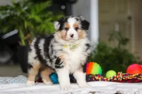Dreamer, a male Australian Shepherd for sale in Baltic, OH – Photo 6 of 7