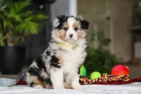 Dreamer, a male Australian Shepherd for sale in Baltic, OH – Photo 7 of 7