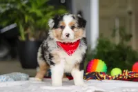 Dreamer, a male Australian Shepherd for sale in Baltic, OH – Photo 1 of 7