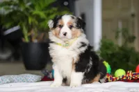 Dreamer, a male Australian Shepherd for sale in Baltic, OH – Photo 3 of 7