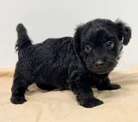 Bandit, a male Yorkipoo for sale in Northport, AL – 3 of 4