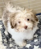 Dixie, a female Mal Shi for sale in Northport, AL – 2 of 4