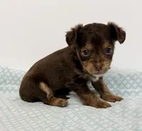 Marshall, a male Yorkipoo for sale in Northport, AL – 2 of 3
