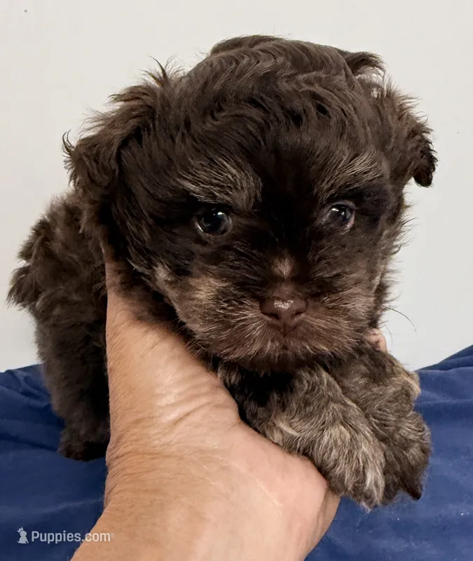 Morgan – Shihpoo puppy for sale in Northport, AL