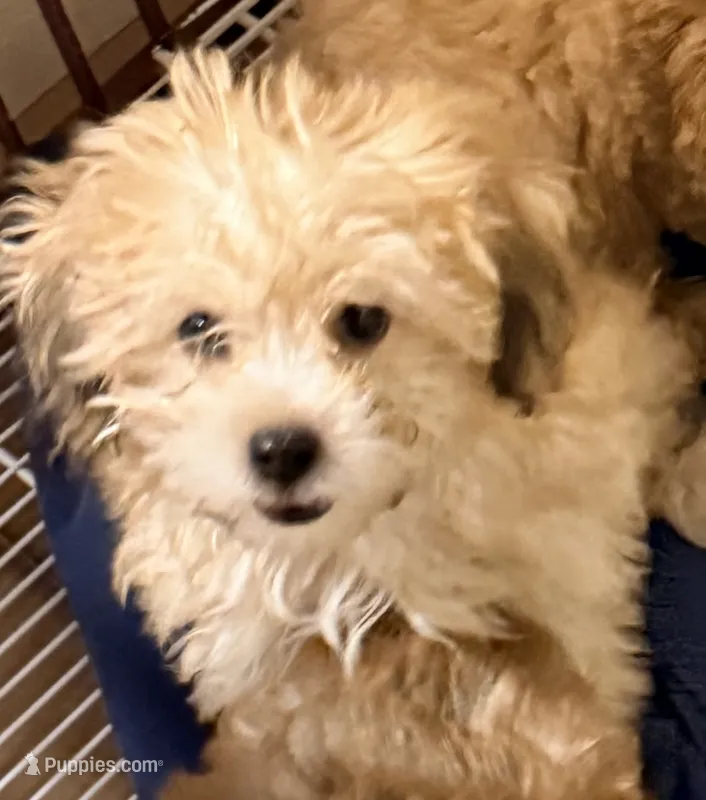 Harley – Pomapoo puppy for sale in Northport, AL