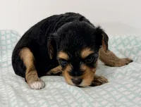 Jasmine, a female Yorkipoo for sale in Northport, AL – 4 of 4