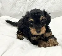 Sasha, a female Yorkipoo for sale in Northport, AL – 2 of 4