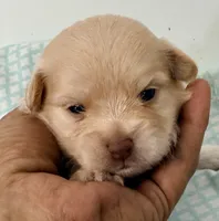Bella, a female Mal Shi for sale in Northport, AL – 2 of 2
