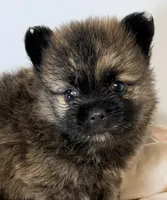 Saban, a male Pomeranian for sale in Northport, AL – 2 of 4