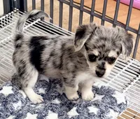 Morgan, a male Maltipom for sale in Northport, AL – 4 of 5
