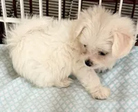 Peanut, a male Mal Shi for sale in Northport, AL – 6 of 6