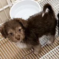 Lacie, a female Yorkipoo for sale in Northport, AL – 4 of 4