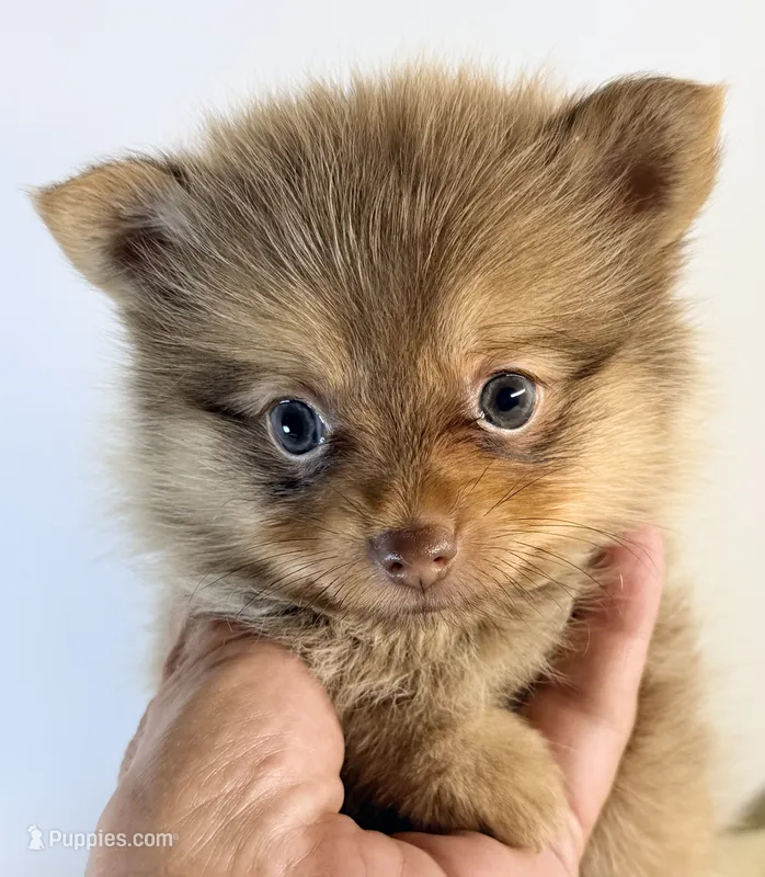 Lacie – Pomeranian puppy for sale in Northport, AL