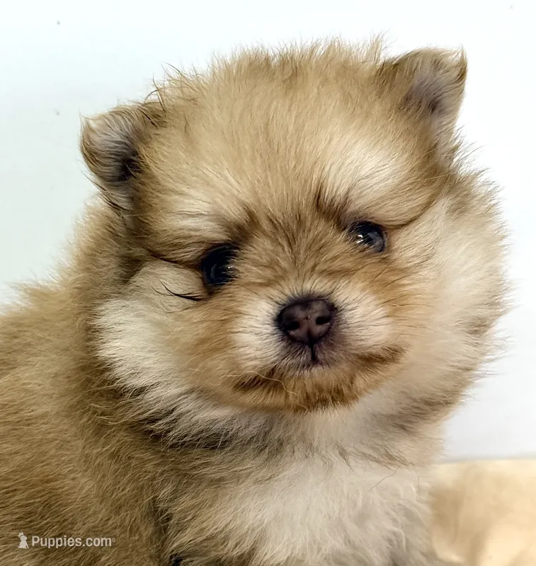 Kash – Pomeranian puppy for sale in Northport, AL
