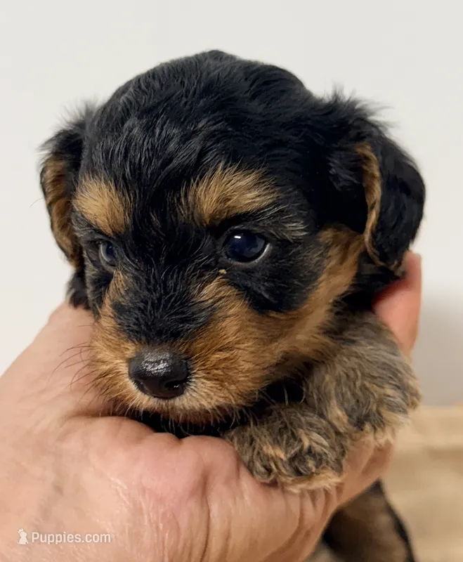 Emma – Yorkipoo puppy for sale in Northport, AL