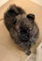 Connor, a male Pomchi for sale in Northport, AL – 2 of 4
