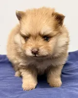Kash, a male Pomeranian for sale in Northport, AL – 4 of 4