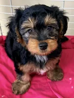 Emma, a female Yorkipoo for sale in Northport, AL – 4 of 6