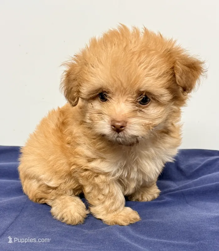 Luke – Pomapoo puppy for sale in Northport, AL