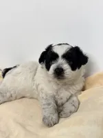 Samson, a male Shihpoo for sale in Northport, AL – 2 of 4