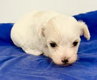Blake, a male Maltipoo for sale in Northport, AL – 2 of 4