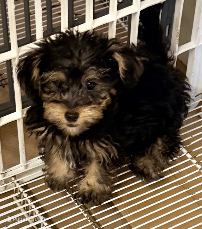 Louie – Yorkipoo puppy for sale in Northport, AL