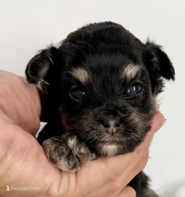 Josie – Yorkipoo puppy for sale in Northport, AL