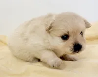 Delilah, a female Pomchi for sale in Northport, AL – 4 of 4