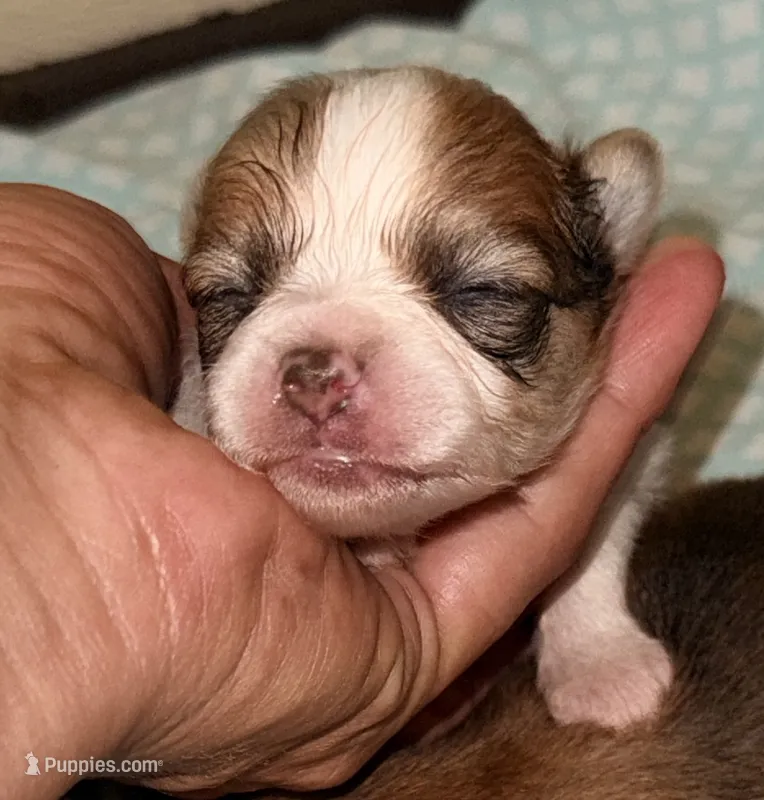 Brody – Pomeranian puppy for sale in Northport, AL