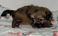 Sophie, a female Mal Shi for sale in Northport, AL – 2 of 3