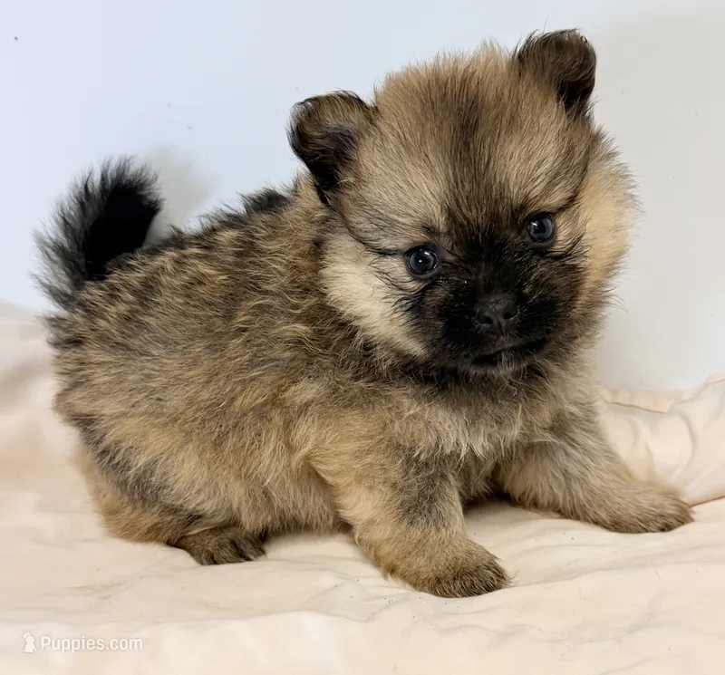 Lola – Pomeranian puppy for sale in Northport, AL