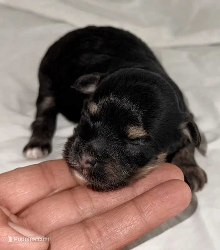 Josie – Yorkipoo puppy for sale in Northport, AL