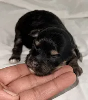 Josie, a female Yorkipoo for sale in Northport, AL – 1 of 2