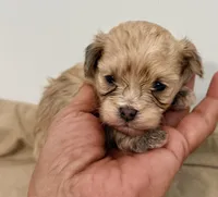 Benji, a male Maltipom for sale in Northport, AL – Photo 3 of 4