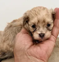 Benji, a male Maltipom for sale in Northport, AL – Photo 2 of 4