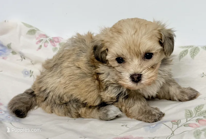 Benji – Maltipom puppy for sale in Northport, AL