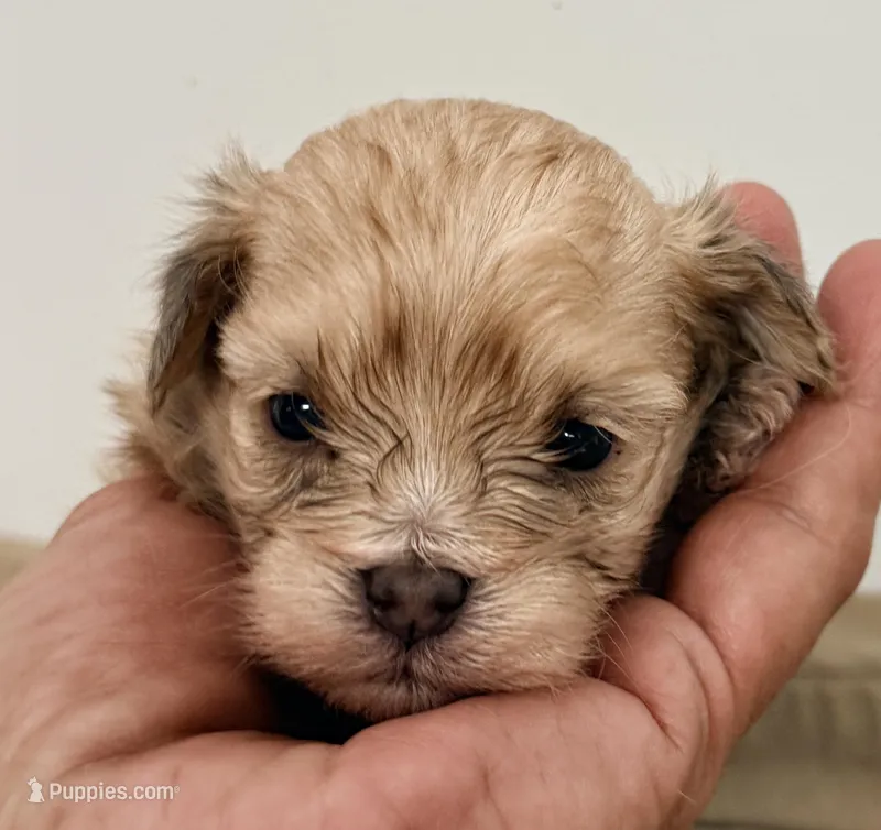Benji – Maltipom puppy for sale in Northport, AL