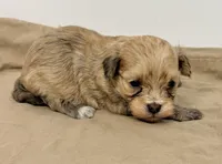 Benji, a male Maltipom for sale in Northport, AL – Photo 4 of 4
