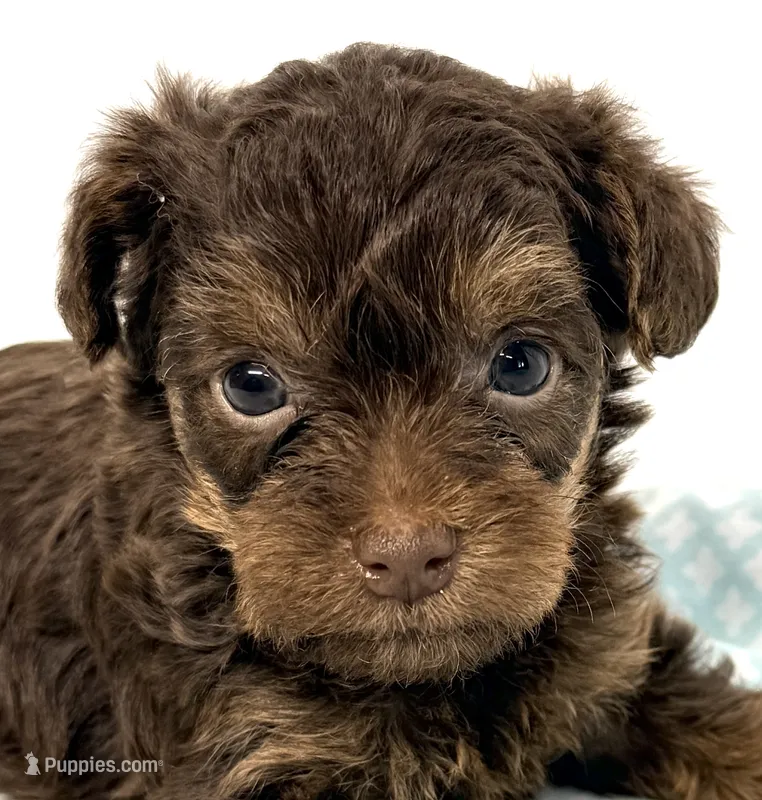 Penny – Yorkipoo puppy for sale in Northport, AL