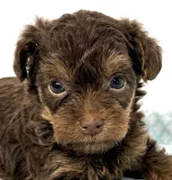 Penny, a female Yorkipoo for sale in Northport, AL – 1 of 3