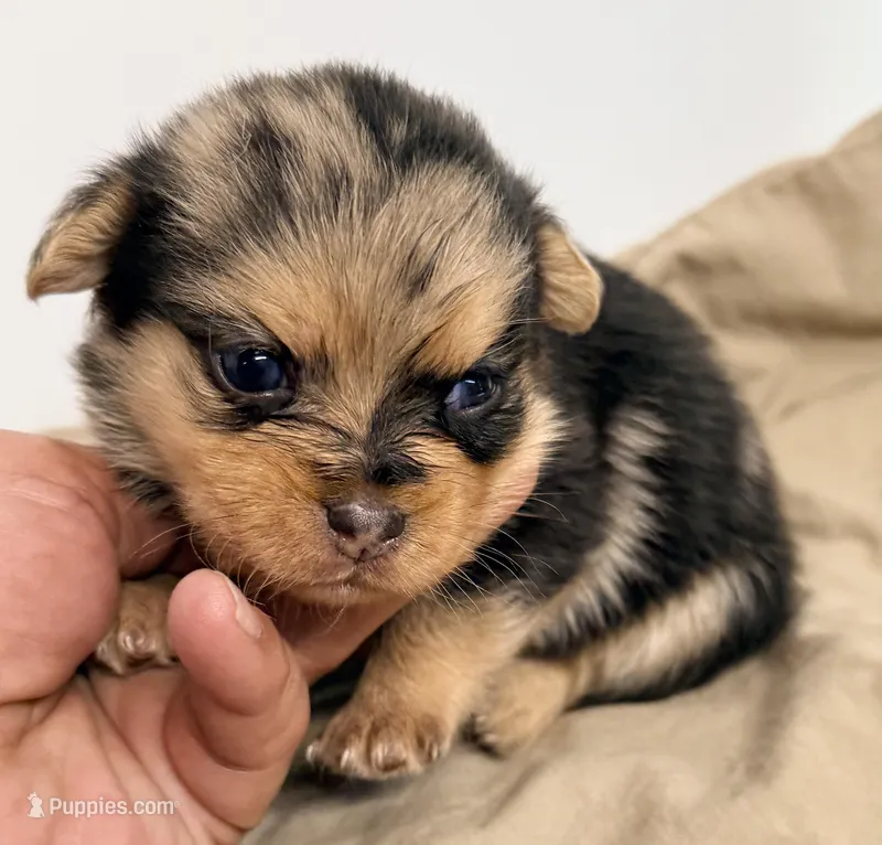 Willow – Maltipom puppy for sale in Northport, AL