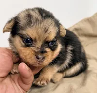 Willow, a female Maltipom for sale in Northport, AL – Photo 1 of 3