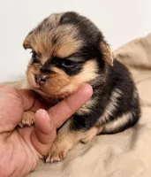 Willow, a female Maltipom for sale in Northport, AL – Photo 2 of 3