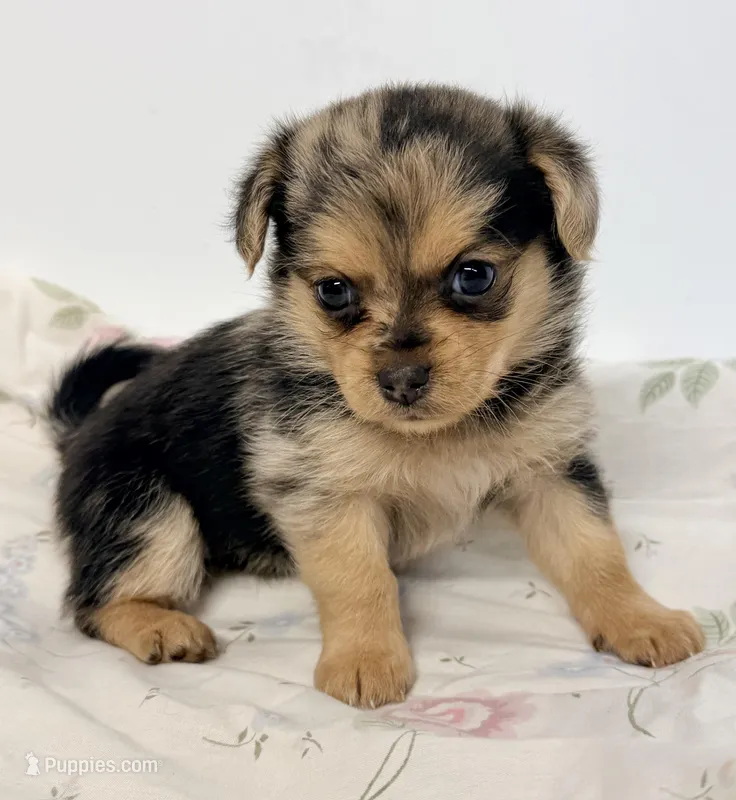 Willow – Maltipom puppy for sale in Northport, AL
