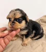 Willow, a female Maltipom for sale in Northport, AL – Photo 3 of 3