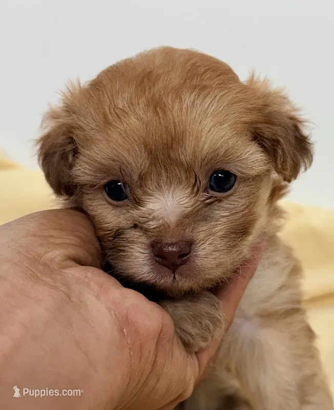 Luke – Pomapoo puppy for sale in Northport, AL