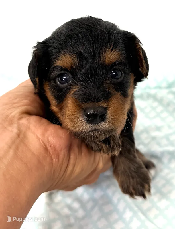 Emma – Yorkipoo puppy for sale in Northport, AL