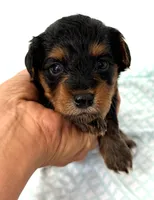 Emma, a female Yorkipoo for sale in Northport, AL – 1 of 4